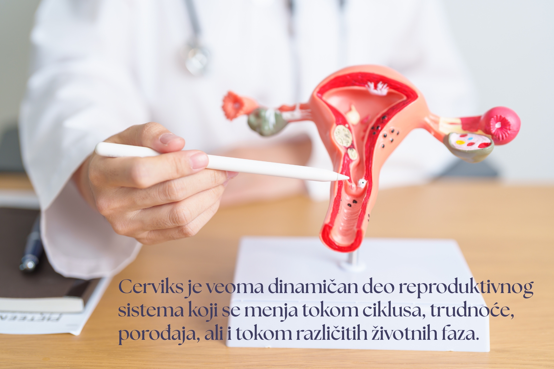 Lekar pokazuje grlić materice na anatomskom modelu ženskog reproduktivnog sistema.